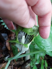 Arisaema ringens