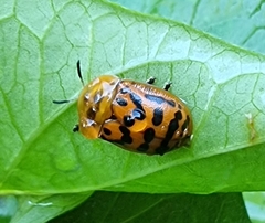 Conchyloctenia punctata