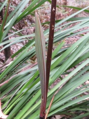 Dianella prunina