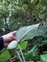 Arisaema ringens