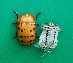 Conchyloctenia punctata