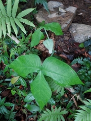 Arisaema ringens