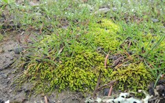 Scleropodium julaceum