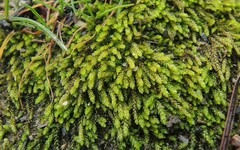 Scleropodium julaceum