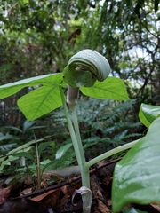 Arisaema ringens