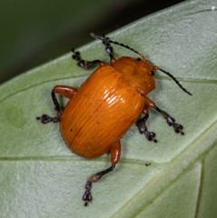 Podontia lutea