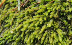 Scleropodium julaceum