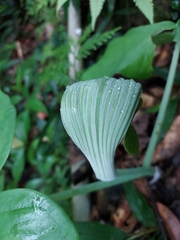 Arisaema ringens