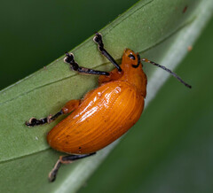 Podontia lutea
