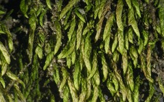 Scleropodium julaceum