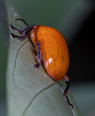 Podontia lutea