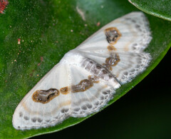 Problepsis vulgaris