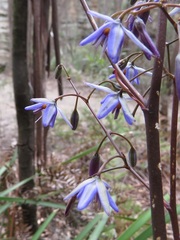Dianella prunina