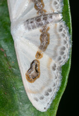 Problepsis vulgaris