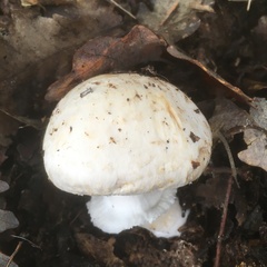 Agaricus pampeanus