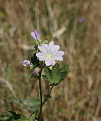 Malva weinmanniana