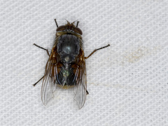 Calliphora augur