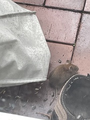 Clethrionomys glareolus