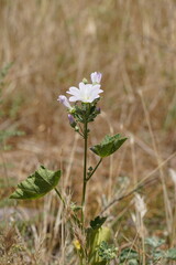 Malva weinmanniana