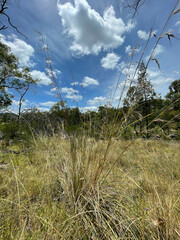 Austrostipa aristiglumis