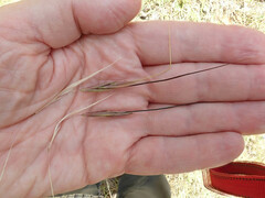 Austrostipa aristiglumis