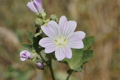 Malva weinmanniana