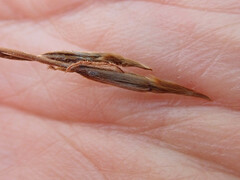 Austrostipa aristiglumis