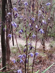 Dianella prunina