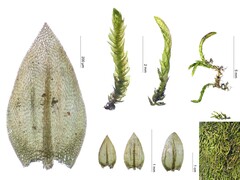 Scleropodium julaceum