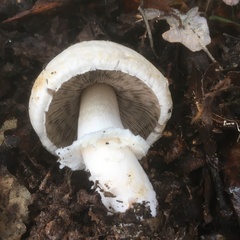 Agaricus pampeanus