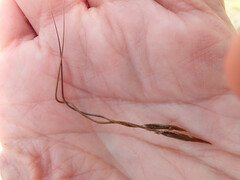 Austrostipa aristiglumis