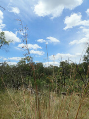 Austrostipa aristiglumis