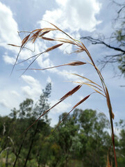 Austrostipa aristiglumis