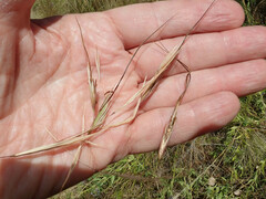 Austrostipa aristiglumis