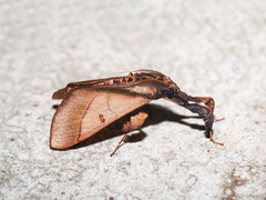 Sacada