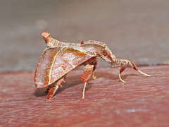 Sacada