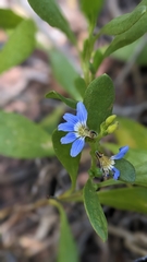 Scaevola calendulacea