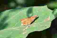 Pseudocoladenia dan