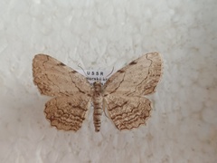 Aporhoptrina semiorbiculata