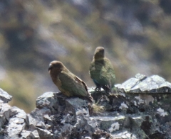 Nestor notabilis