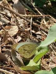 Ascia monuste monuste