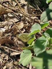 Ascia monuste monuste