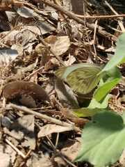 Ascia monuste monuste