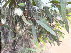 Eucalyptus bakeri