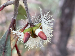 Eucalyptus bakeri