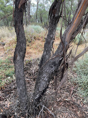 Eucalyptus bakeri