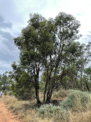 Eucalyptus bakeri