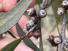 Eucalyptus bakeri