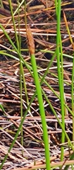 Eleocharis sphacelata