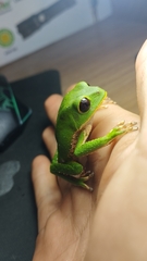 Phyllomedusa tarsius